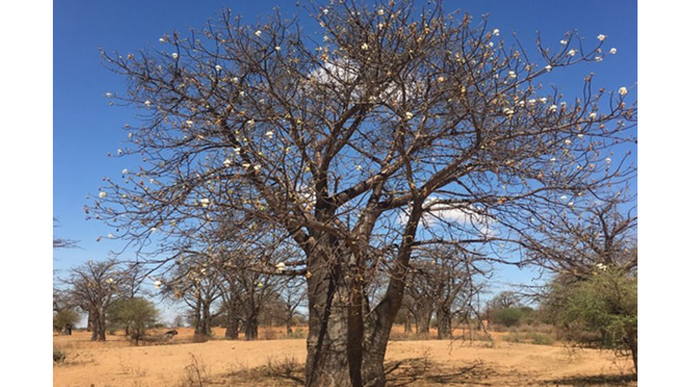 Árboles de la vida-2