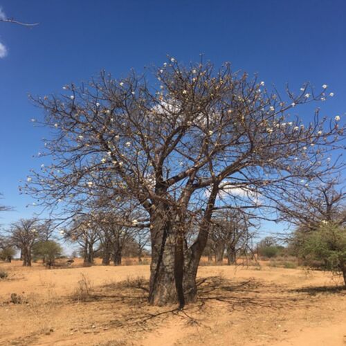 Árboles de la vida