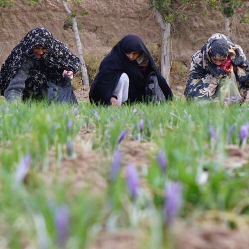 Sólo un gramo de azafrán ayuda 